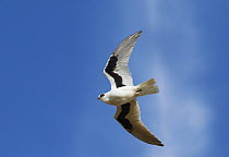 Letter-winged Kite (Elanus scriptus) flying, Queensland, Australia