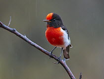 Red-capped Robin (Petroica goodenovii) male, Queensland, Australia
