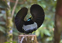 Victoria's Riflebird (Ptiloris victoriae) male in courtship display, Atherton Tableland, Queensland, Australia. Sequence 3 of 3