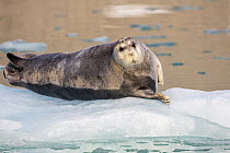 Bearded Seal (Erignathus barbatus) on ice floe, Magdalenefjorden, Svalbard, Norway