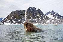 Walrus (Odobenus rosmarus) near coast, Magdalenefjorden, Svalbard, Norway