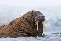 Walrus (Odobenus rosmarus), Magdalenefjorden, Svalbard, Norway