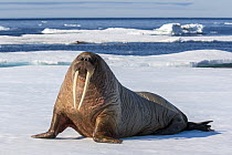 Walrus (Odobenus rosmarus) on ice floe, Svalbard, Norway