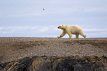Polar Bear (Ursus maritimus) walking across open ground, Murchisonfjorden, Nordaustlandet, Svalbard, Norway