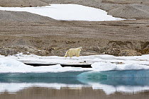 Polar Bear (Ursus maritimus) on coast, Murchisonfjorden, Nordaustlandet, Svalbard, Norway