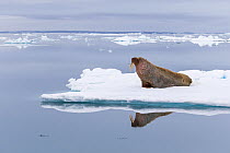 Walrus (Odobenus rosmarus) on ice floe, Hinlopen Strait, Svalbard, Norway