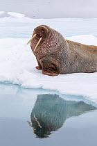 Walrus (Odobenus rosmarus) on ice floe, Hinlopen Strait, Svalbard, Norway