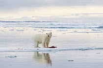 Polar Bear (Ursus maritimus) with prey, Svalbard, Norway