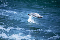 Indo-pacific Bottlenose Dolphin (Tursiops aduncus) jumping, Western Cape, South Africa