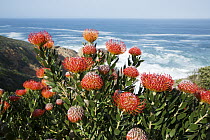 Pincushion (Leucospermum sp) flowers along coast, Western Cape, South Africa