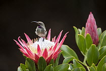 Amethyst Sunbird (Amethyst Sunbird) sub-adult male on King Protea (Protea cynaroides) flower, Western Cape, South Africa