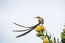 Cape Sugarbird (Promerops cafer) male on Pincushion (Leucospermum sp), Western Cape, South Africa