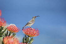 Amethyst Sunbird (Nectarinia amethystina) male on Pincushion (Leucospermum sp) flower, Western Cape, South Africa