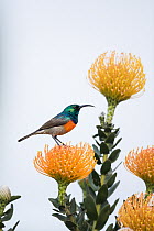 Greater Double-collared Sunbird (Nectarinia afra) male on Pincushion (Leucospermum sp) flower, Western Cape, South Africa