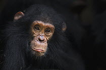 Eastern Chimpanzee (Pan troglodytes schweinfurthii) four year old infant male, named Gizmo, Gombe National Park, Tanzania