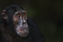 Eastern Chimpanzee (Pan troglodytes schweinfurthii) eighteen year old male, named Sampson, Gombe National Park, Tanzania