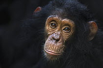 Eastern Chimpanzee (Pan troglodytes schweinfurthii) four year old infant male, named Gizmo, Gombe National Park, Tanzania