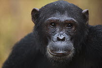 Eastern Chimpanzee (Pan troglodytes schweinfurthii) seventeen year old male, named Fudge, Gombe National Park, Tanzania