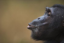Eastern Chimpanzee (Pan troglodytes schweinfurthii) seventeen year old male, named Fudge, hooting, Gombe National Park, Tanzania