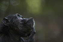 Eastern Chimpanzee (Pan troglodytes schweinfurthii) twenty-five year old male, named Faustino, scratching himself, Gombe National Park, Tanzania
