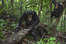 Eastern Chimpanzee (Pan troglodytes schweinfurthii) ten year old juvenile male, named Gimli, foraging for insects in log, Gombe National Park, Tanzania