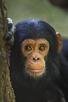 Eastern Chimpanzee (Pan troglodytes schweinfurthii) seventeen month old infant male, named Shwali, Gombe National Park, Tanzania