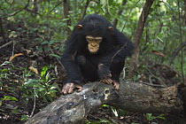 Eastern Chimpanzee (Pan troglodytes schweinfurthii) four year old infant male, named Gizmo, foraging for insects in log, Gombe National Park, Tanzania