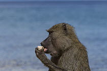 Olive Baboon (Papio anubis) female licking stones for minerals, Gombe National Park, Tanzania