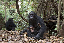 Eastern Chimpanzee (Pan troglodytes schweinfurthii) sixteen year old female, named Glitter, with her two year old daughter, Gossamer, Gombe National Park, Tanzania