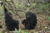 Eastern Chimpanzee (Pan troglodytes schweinfurthii) twenty-two year old alpha male, named Ferdinand, and his twenty-five year old male brother, named Faustino, Gombe National Park, Tanzania