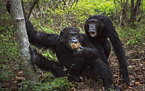 Eastern Chimpanzee (Pan troglodytes schweinfurthii) twenty-two year old alpha male, named Ferdinand, feeding on honeycomb, with twelve year old female, named Samwise, begging for food, Gombe National...