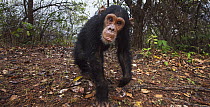 Eastern Chimpanzee (Pan troglodytes schweinfurthii) five year old infant male, named Google, Gombe National Park, Tanzania