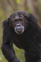 Eastern Chimpanzee (Pan troglodytes schweinfurthii) twenty-five year old female, named Nasa, Gombe National Park, Tanzania