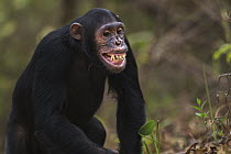 Eastern Chimpanzee (Pan troglodytes schweinfurthii) fourteen year old sub-adult male, named Fundi, making submissive facial gesture, Gombe National Park, Tanzania