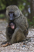 Olive Baboon (Papio anubis) male with three month old young, Gombe National Park, Tanzania