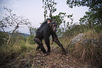 Eastern Chimpanzee (Pan troglodytes schweinfurthii) sixteen year old female, named Golden, carrying her three year old infant daughter, named Glamour, Gombe National Park, Tanzania