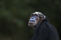 Eastern Chimpanzee (Pan troglodytes schweinfurthii) fifty-six year old female, named Sparrow, Gombe National Park, Tanzania