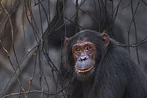 Eastern Chimpanzee (Pan troglodytes schweinfurthii) thirteen year old sub-adult male, named Sinbad, Gombe National Park, Tanzania
