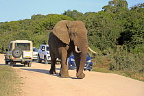 African Elephant (Loxodonta africana) on road near safari vehicles, Addo National Park, South Africa