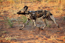 African Wild Dog (Lycaon pictus) running, Tswalu Game Reserve, South Africa