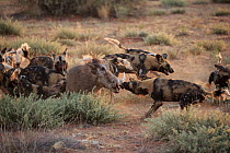 African Wild Dog (Lycaon pictus) group attacking Cape Warthog (Phacochoerus aethiopicus), Tswalu Game Reserve, South Africa