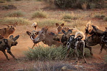African Wild Dog (Lycaon pictus) group surrounding Cape Warthog (Phacochoerus aethiopicus), Tswalu Game Reserve, South Africa