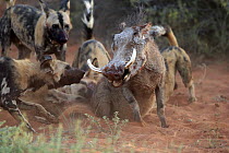 African Wild Dog (Lycaon pictus) group attacking Cape Warthog (Phacochoerus aethiopicus), Tswalu Game Reserve, South Africa