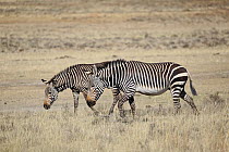 Mountain Zebra (Equus zebra) pair, Mountain Zebra National Park, South Africa