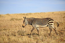 Mountain Zebra (Equus zebra), Mountain Zebra National Park, South Africa