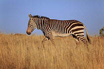 Mountain Zebra (Equus zebra), Mountain Zebra National Park, South Africa