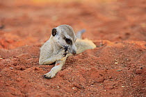Meerkat (Suricata suricatta) scratching itself, Tswalu Game Reserve, South Africa
