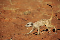 Meerkat (Suricata suricatta), Tswalu Game Reserve, South Africa