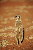 Meerkat (Suricata suricatta) on alert, Tswalu Game Reserve, South Africa