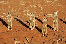 Meerkat (Suricata suricatta) group on alert, Tswalu Game Reserve, South Africa
